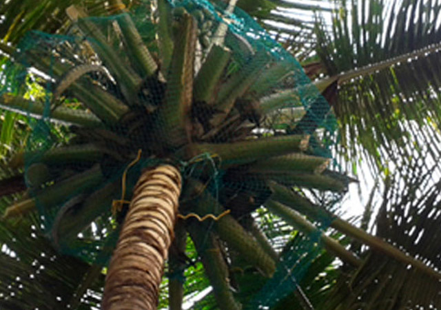 Coconut Safety Nets