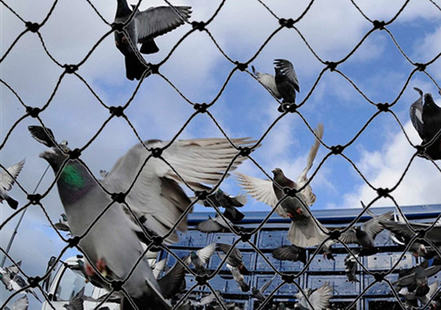 Anti Birds Protection Nets